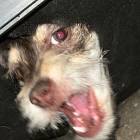simba_the_dog21