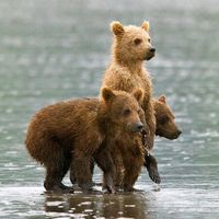 b.e.a.r.n.u.r.s.e.r.y