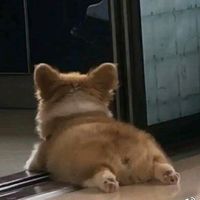 funnypets931