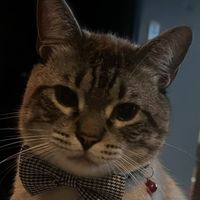 manguito.el.gato