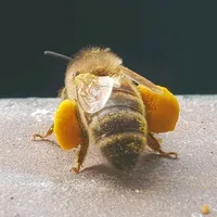 original sound - xoshnawkurdy