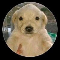 el_perrito_insano20