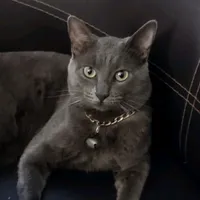 original sound - joshualov23