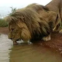 original sound - mikekush_39