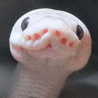 marshmallow.the.python