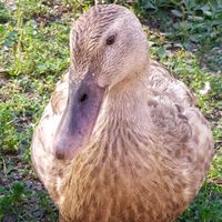 alkuperäinen ääni