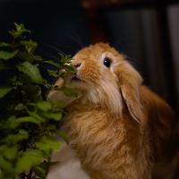 tambor_coelhotravesso