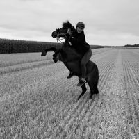 ch_equestrian