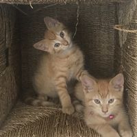 adopt.me.trading721