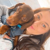 winston_theminidachsund