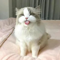 original sound - pet.funnycat