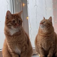 simba_i_sonka