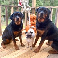 mcfurbabies15