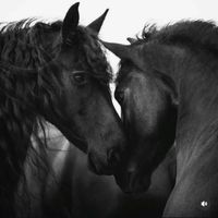 horsewhisperer_hi