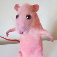 ratonshito