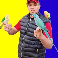 الصوت الأصلي