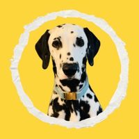 nalathedalmatian