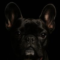 bulldog_emily