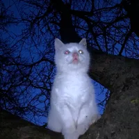 original sound - spxoti