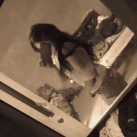 darsy1376