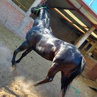 luisalarcon3860