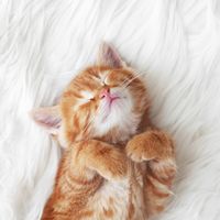 thepetcollective