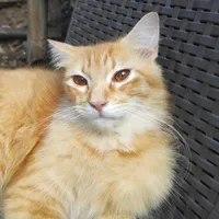 original sound - ginagus10