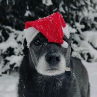 elvis_the_dogi