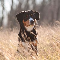 norbert_der_entlebucher