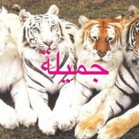 bajablastsupreme6969