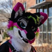 roscerwilddog