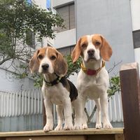 fiona_sabrina_beagles