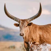 original sound - hungaronomads