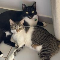 pequenosgrandes.felinos