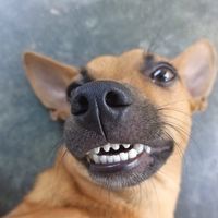 pichulineycatalasvirale5