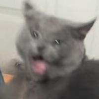 Watch the sonic fandub