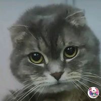 susie_super_cat