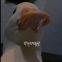 pato10pp