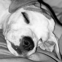 memory_of_charlotte
