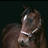 .equestrians.edits