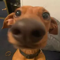 original sound - chibokas