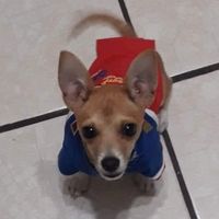 tupatadeperro