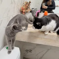 original sound - soytimoteoruzzo