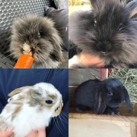 summervibess..bunnyss