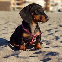 mascotasflorencia
