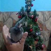 anacarolinafiguei70