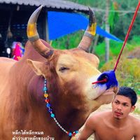 pakpumthonginkai0