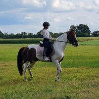 horse_filly
