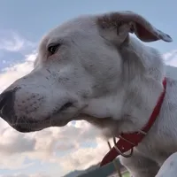 original sound - soy_cockye