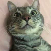 gaelgatinho